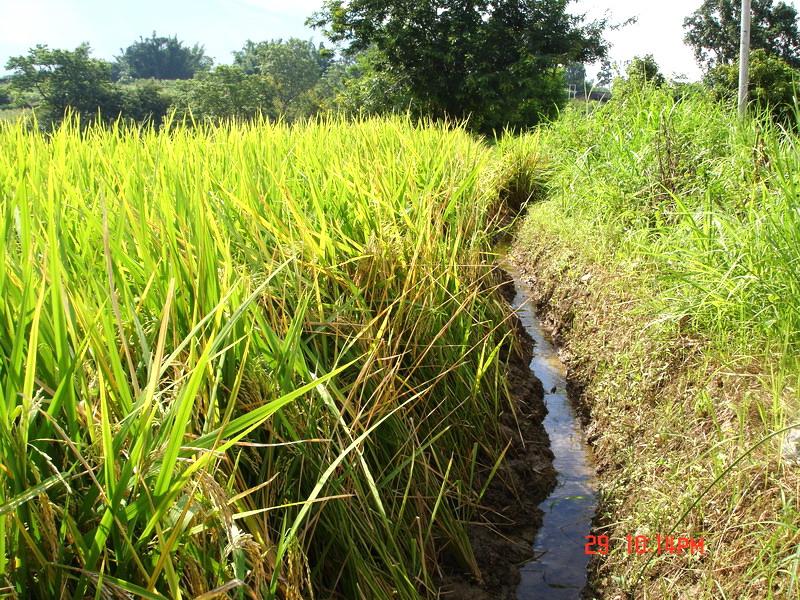 金塘格拉自然村水稻種植業