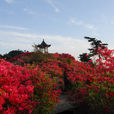 五朵金花(湖北麻城地方旅遊品牌)