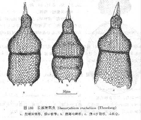 長頸神盔蟲