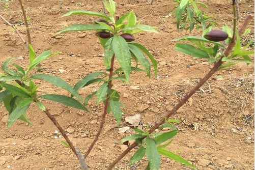 桃樹黃山學院1號