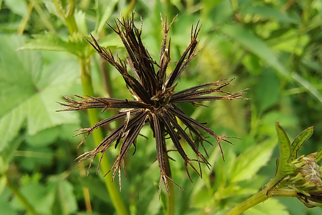 大羽葉鬼針草