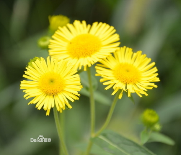 木枝旋覆花