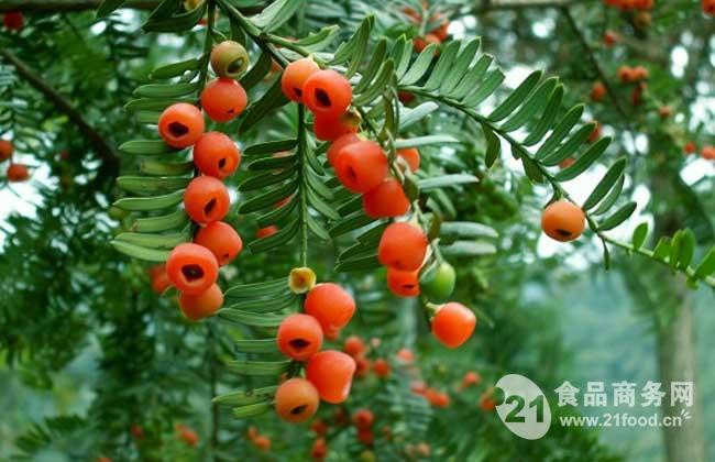 紅豆杉提取物