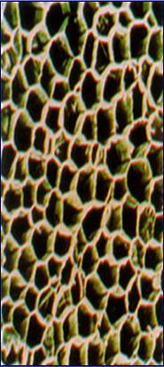 軟木細胞結構圖片