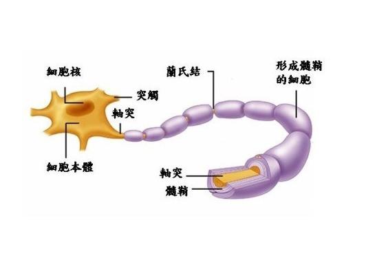 神經元因子