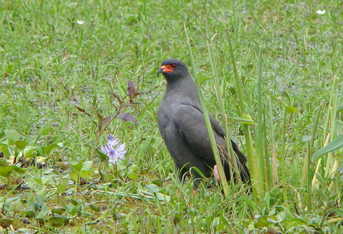 蝸鳶指名亞種