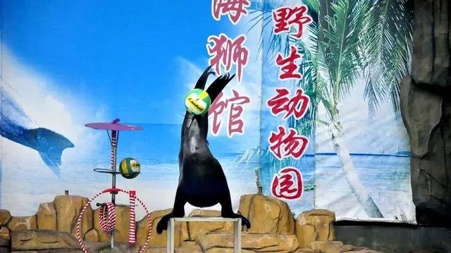 合肥野生動物園