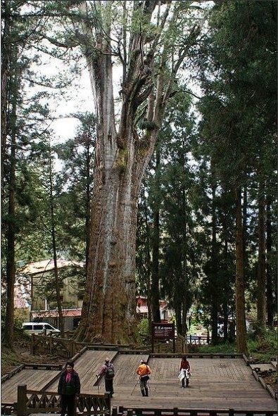 阿里山神樹