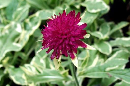 Knautia macedonica \x27Thunder and Lightning\x27