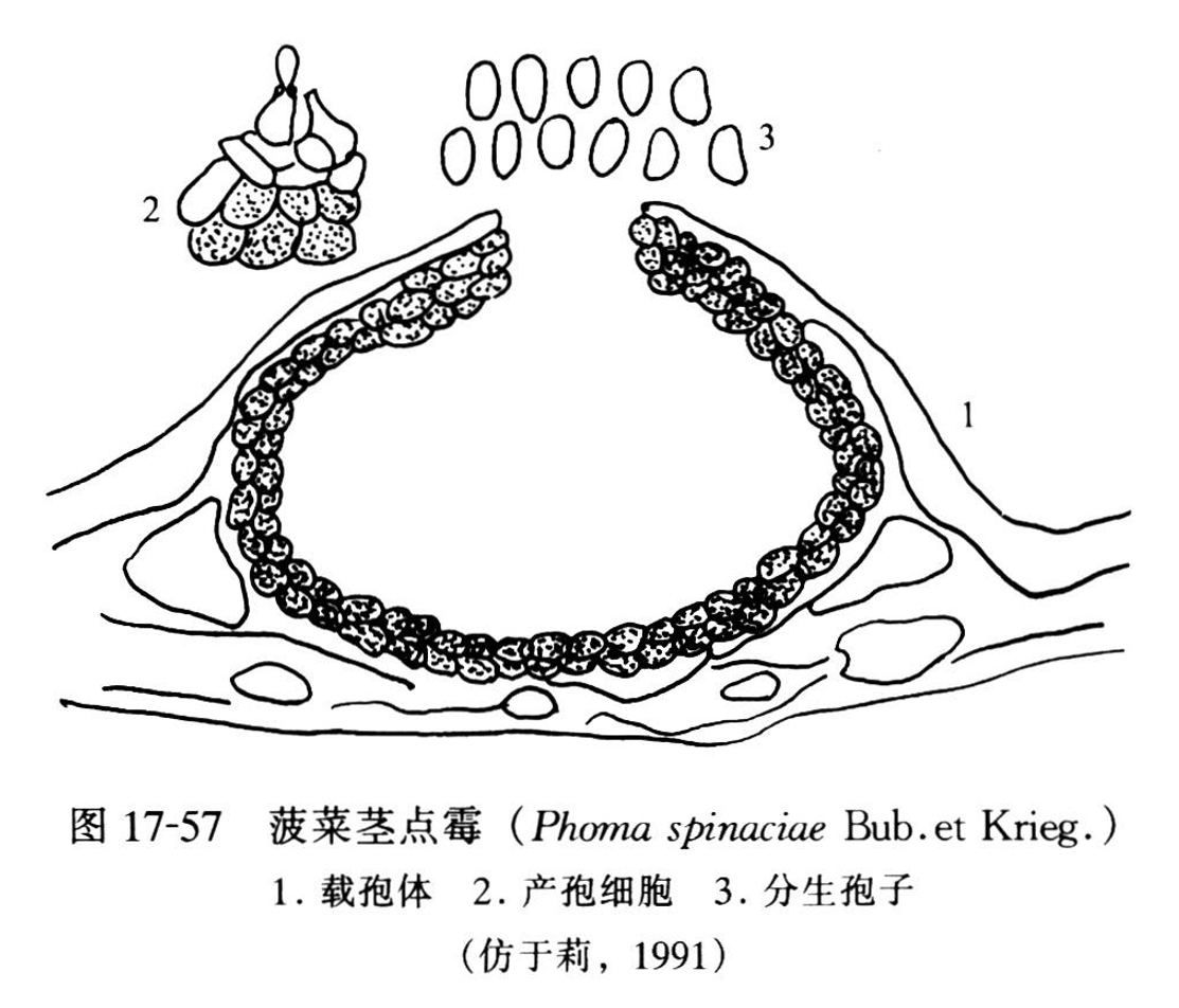 莖點霉屬