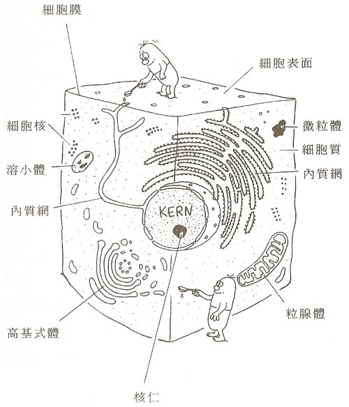 氧黃金體