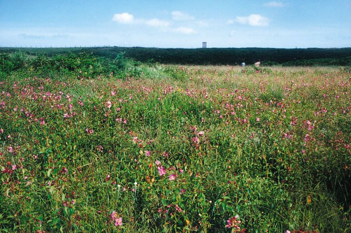 放馬坪高原草場