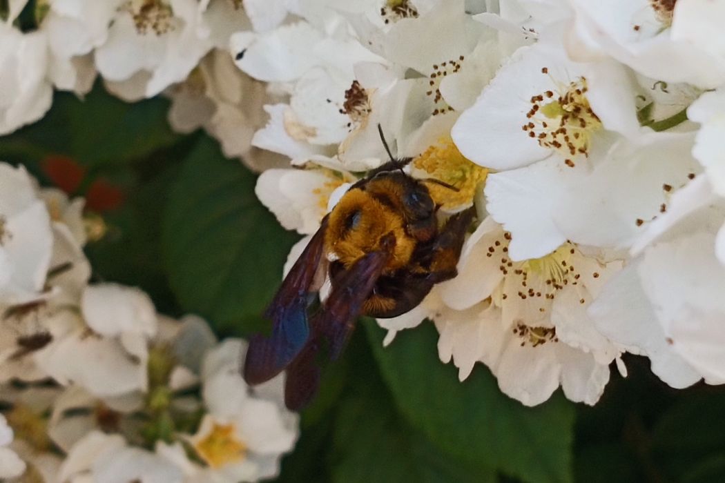 木蜂屬