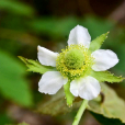 盾葉莓(薔薇科懸鉤子屬植物)