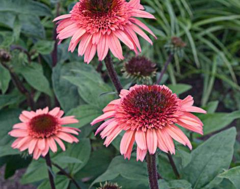 Echinacea purpurea \x27Raspberry Truffle\x27