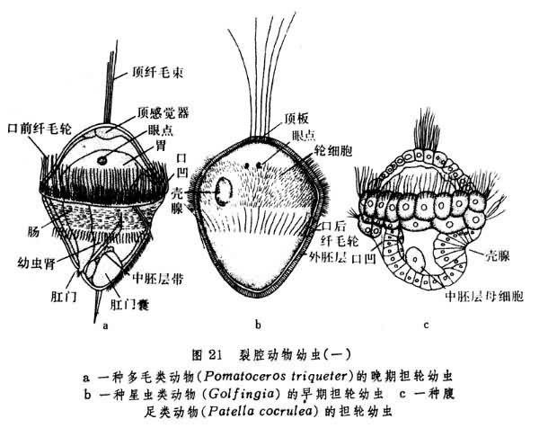 擔輪幼蟲示意圖