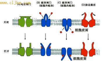 幾種不同的門控離子通道