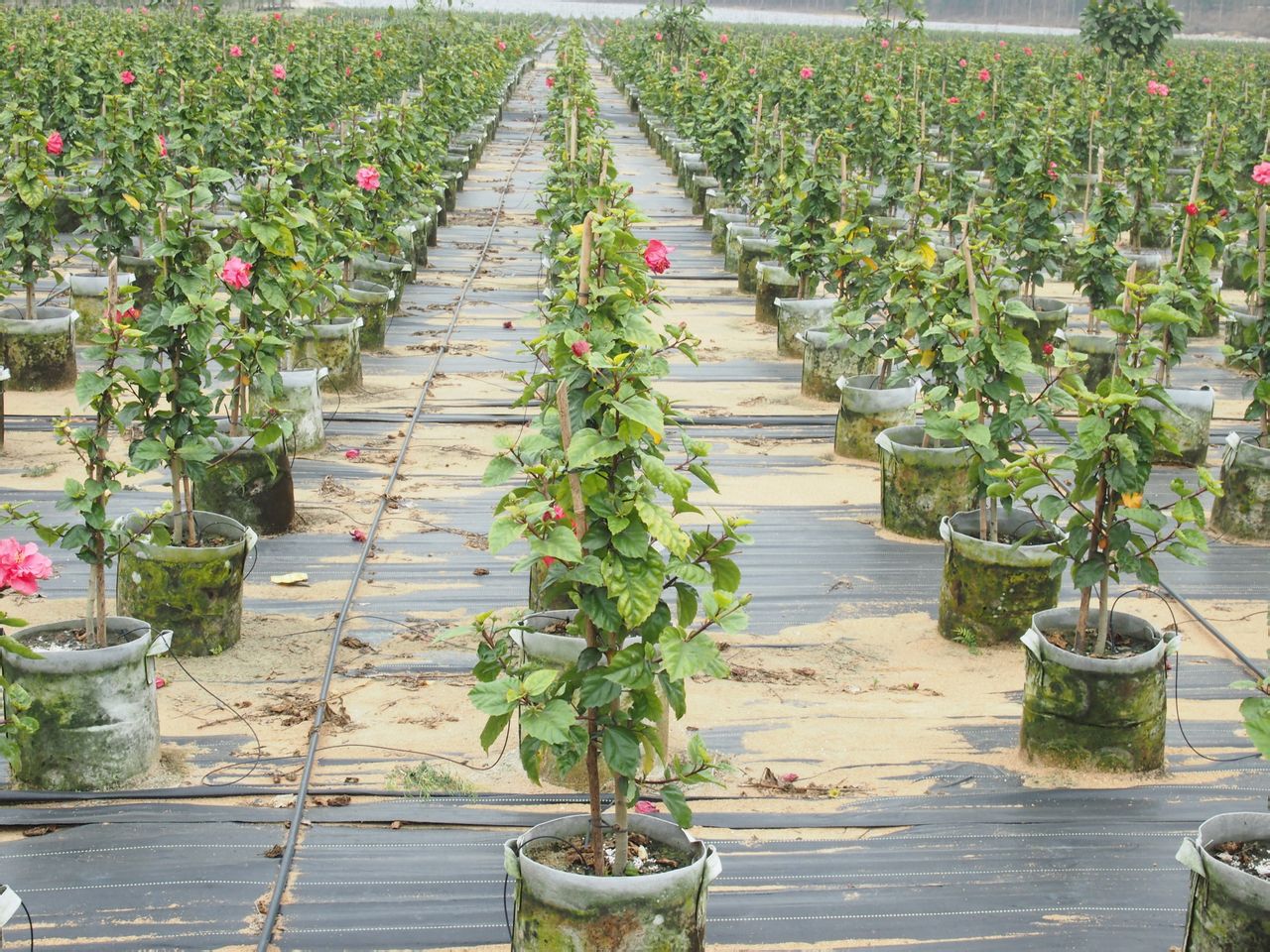 基地生產的泰國大紅花