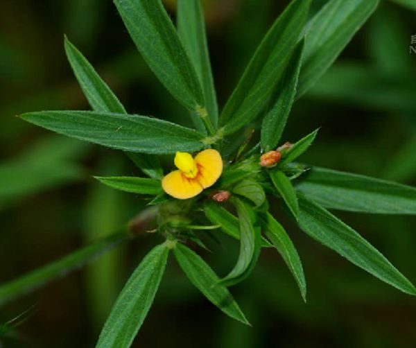 蓋亞那筆花豆