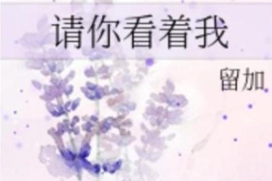 請你看著我(留加創作的網路小說)