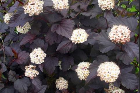 Physocarpus opulifolius \x27Diabolo\x27