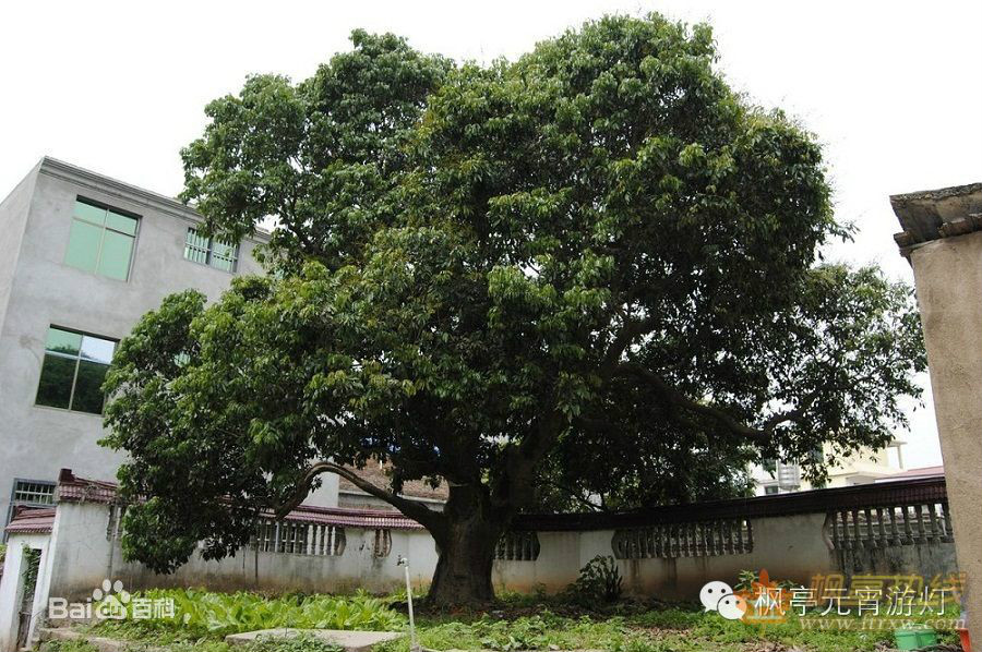 荔枝(水果類植物)