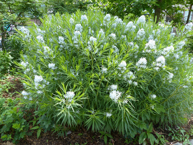 柳葉水甘草