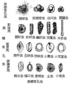 底棲有孔蟲