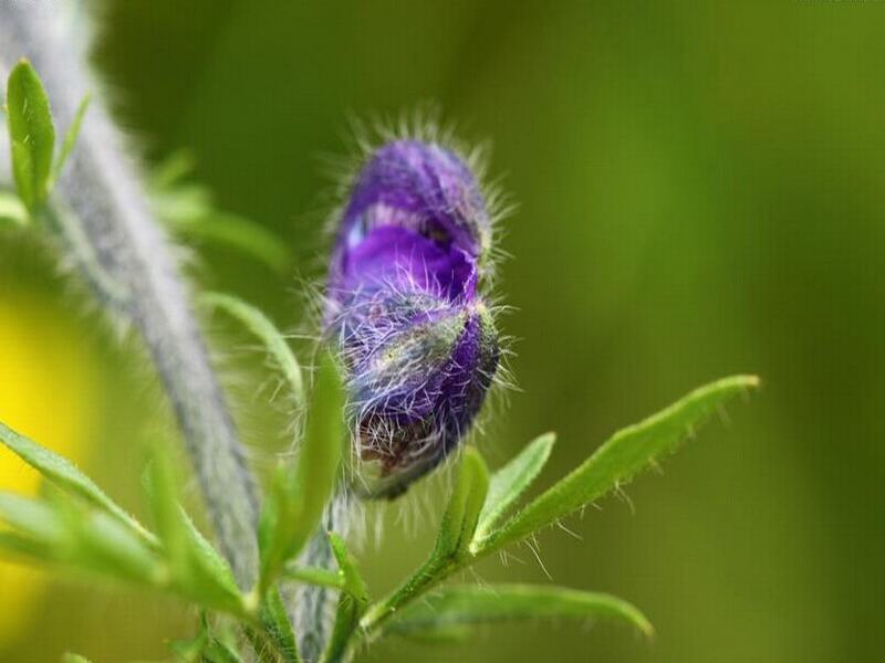 露蕊烏頭(草本植物)