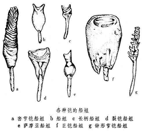 海洋鑽孔生物