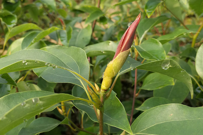 樟樹雷州嫁接無性系37號