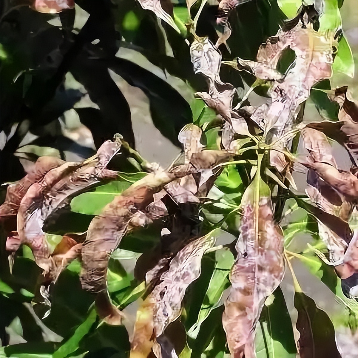 杧果(芒果（漆樹科杧果屬植物）)