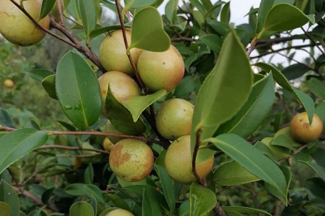 油茶無性系湘林338