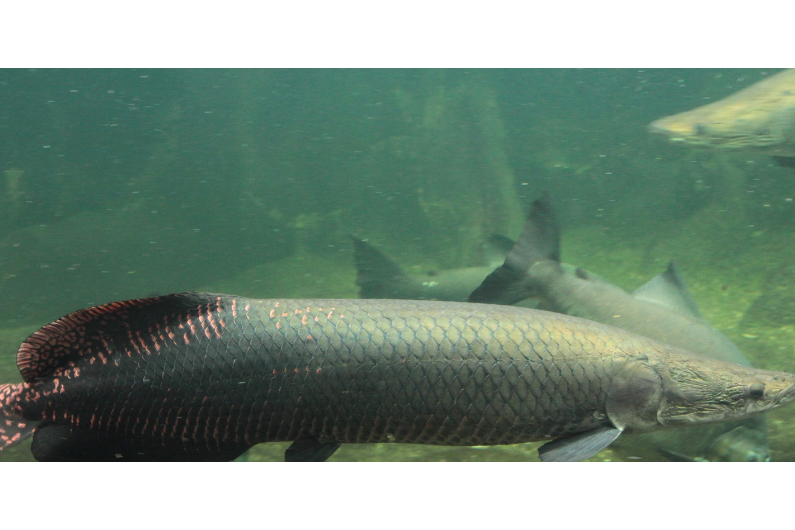 肢巨口魚屬