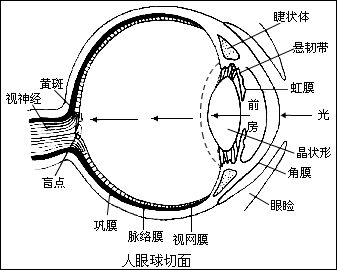 物理感受器