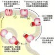 受體鈍化