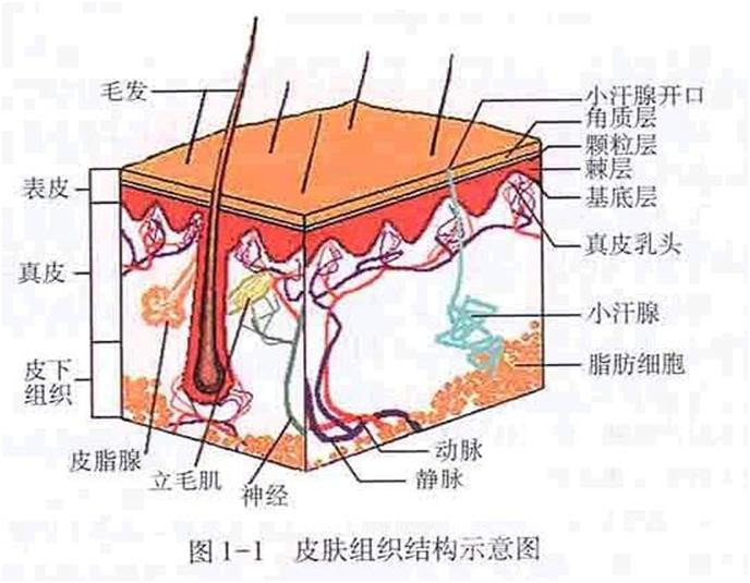 hpv病毒感染症狀