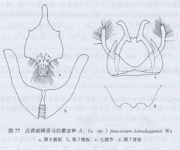 點黃斑蜂喜馬拉雅亞種