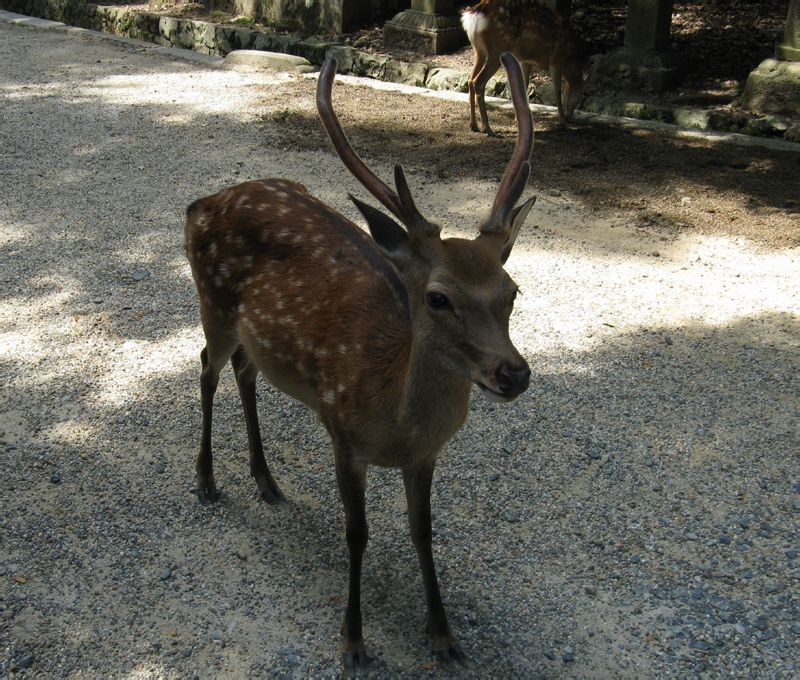 梅花鹿對馬島亞種