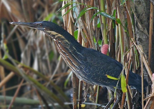 黑鳽台灣亞種