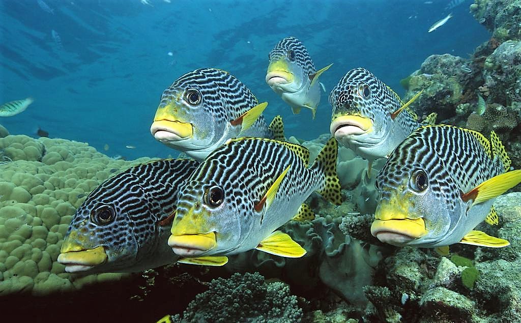 三帶連鰭唇魚