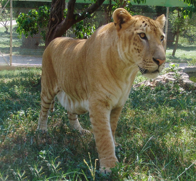 獅虎獸(獅虎)