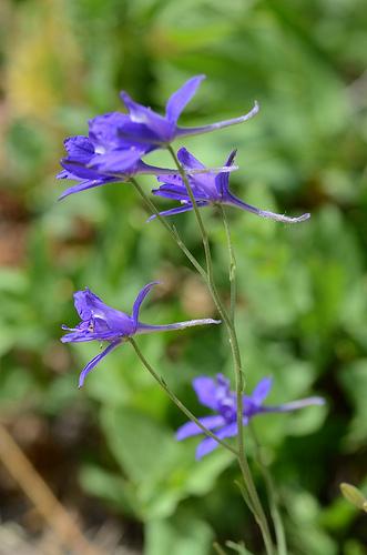 花和花蕾都帶刺