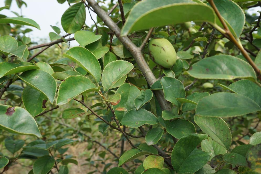 木瓜桐柏10號