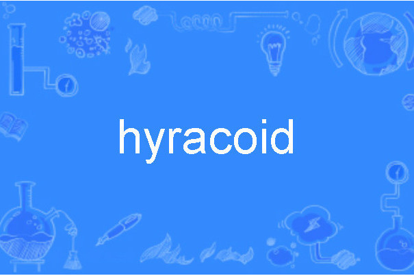 hyracoid