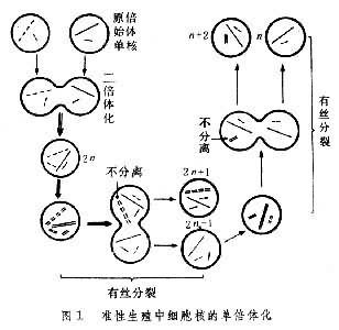 真菌 準性生殖