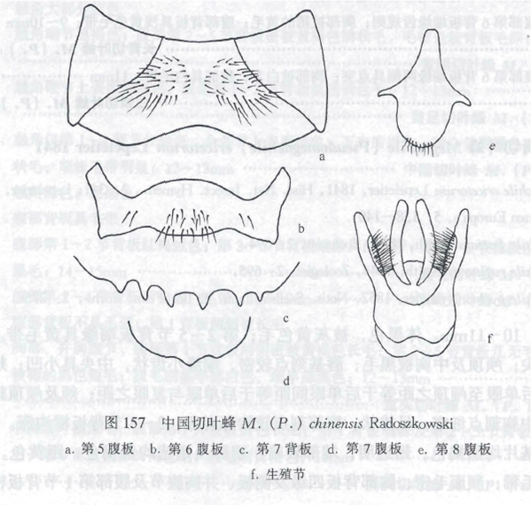 中國切葉蜂