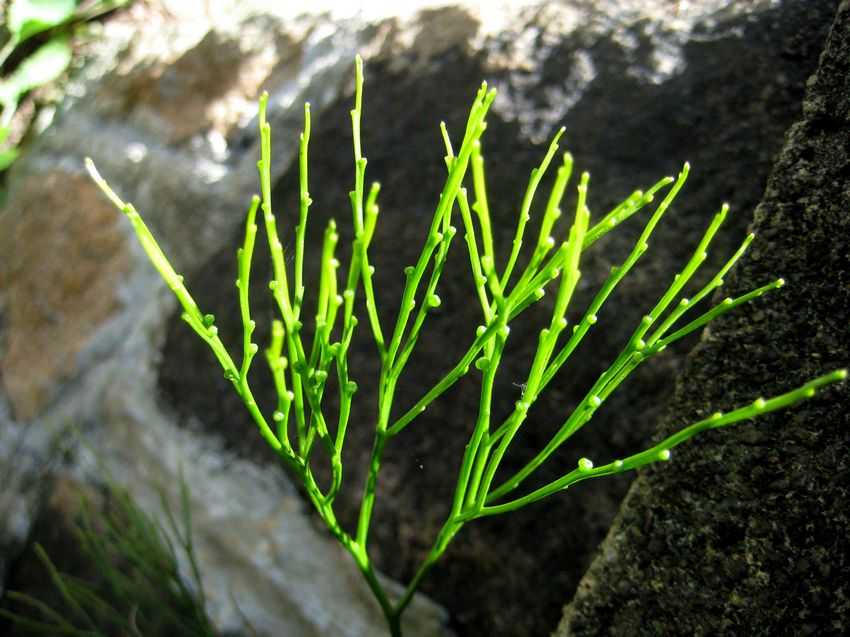 松葉蕨(松葉蕨目松葉蕨科植物)