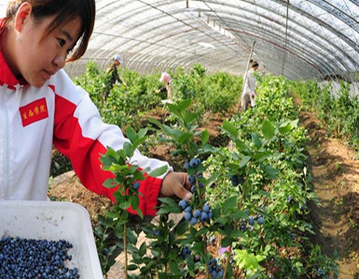 伊春藍莓人工種植基地