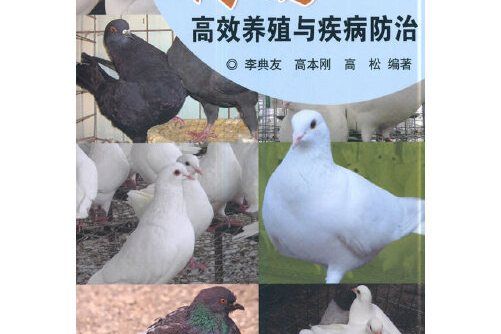 肉鴿高效養殖與疾病防治